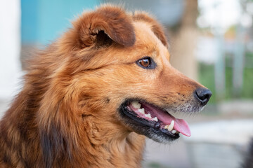 Brown shaggy dog with open mouth on blurred background close-up. Portrait of a cheerful friendly dog