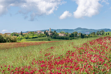 A field colored red by French honeysuckle flowers, with Orciano Pisano in the background, Tuscany,...