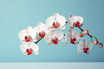 Blooming white phalaenopsis on a blue background. Generative AI - obrazy, fototapety, plakaty