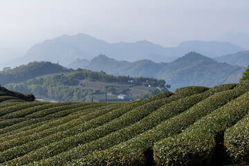 Fototapeta na wymiar Fresh green tea field in Shizhuo Trails at Alishan of Taiwan