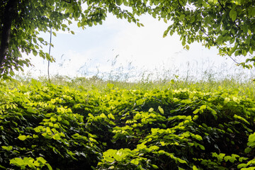 Forest view with copy, negative space