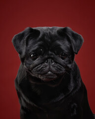 Funny dog. Sad pug on a red background in the studio. pet indoor