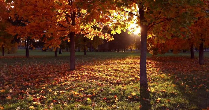 Autumn Landscape. Fall Scene.Trees and Leaves in Sunlight Rays