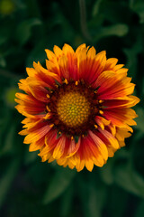 Gaillardia aristata ( Xommon blanketflower, Common gaillardia, Firewheel, Brown-eyed susan, Indian blanketflower)