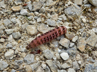Close up of a Red-winged Sallow caterpillar (Xystopeplus rufago) crawling on a gravel path
