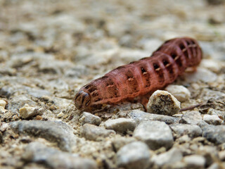 Close up of a Red-winged Sallow caterpillar (Xystopeplus rufago) crawling on a gravel path

