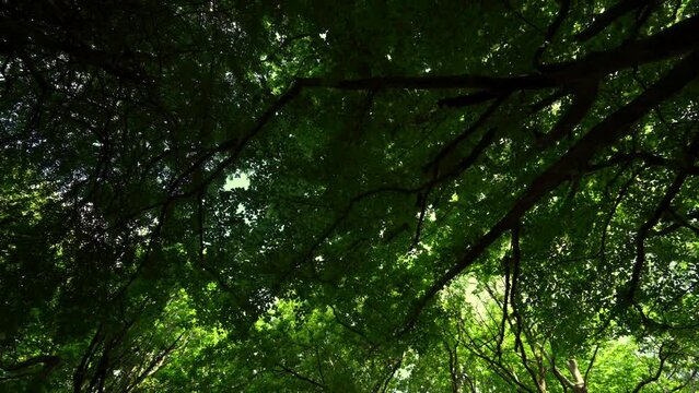 Green woodland canopy scrolling background shot