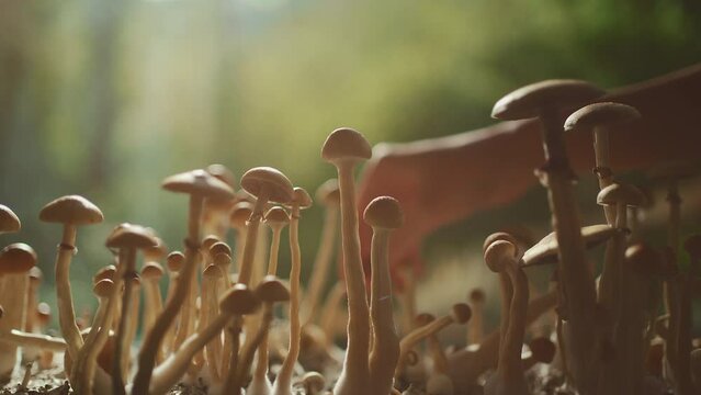 person hand harvesting psychedelic psilocybin mushrooms homemade or laboratory