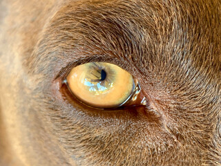 Eye of German shorthaired pointer - dog