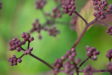 berries of a blackberry