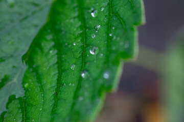 dew on a leaf