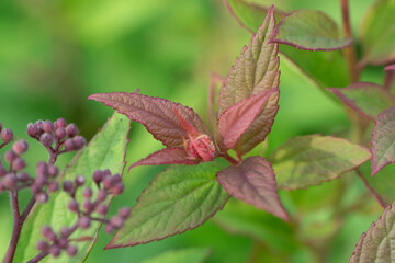 close up of a red rose