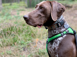 German shorthaired pointer dog - spring time