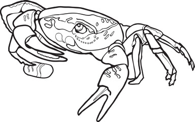 Crab on the beach Coloring Page 