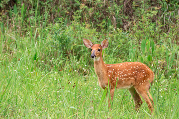 Baby Deer ( Fawn ) In the Woods 