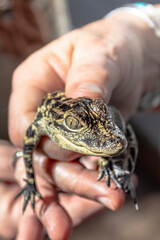 Holding a Baby Alligator in Hand