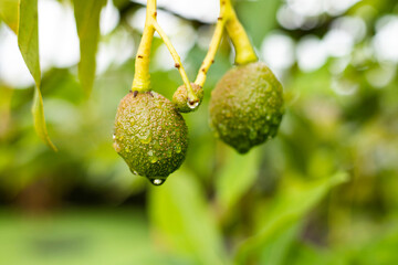 unripe small hass avocado on tree - Persea americana