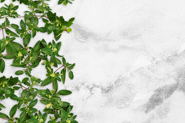 Composition of green leaves on a light gray concrete background. Tree branches with leaves. Advertising nature board, organic poster, ecology fresh mockup. Top view, flat lay, close up, copy space