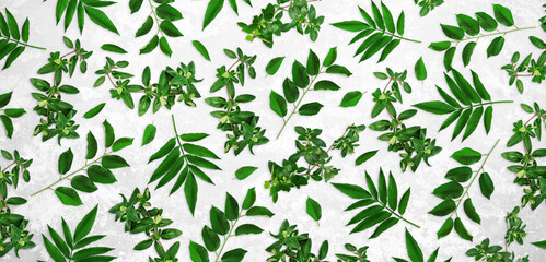 Composition of green leaves on a white background. Different tree branches with leaves. Advertising nature big banner, organic poster, ecology fresh mockup. Top view, flat lay, close up, copy space