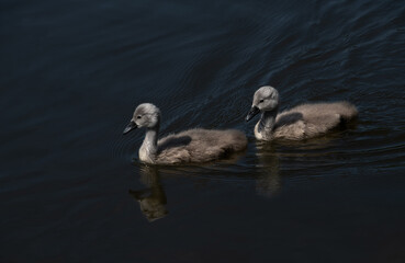 Two young swan chicks swim in a row on a lake. The chicks are still grey