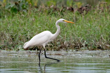 Intermediate egret or Ardea intermedia observed in Gajoldaba in West Bengal