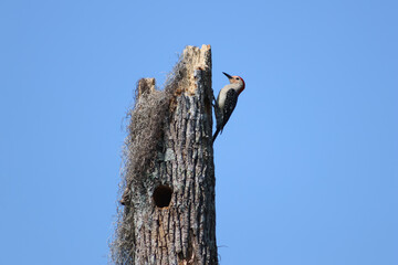 Red-bellied woodpecker hanging onto a tree