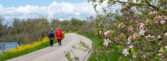people walk on dike full of blooming apple trees in betuwe near geldermalsen in the netherlands in spring