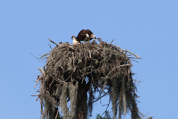 Osprey feeding babies