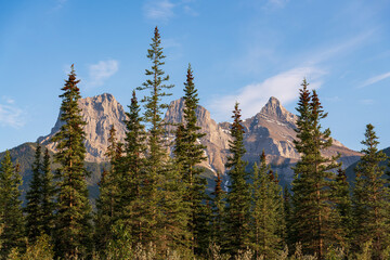 Three Sisters in Canmore during summer time with spruce forest trees in foreground on blue sky afternoon with stunning nature, wilderness, tourism view.