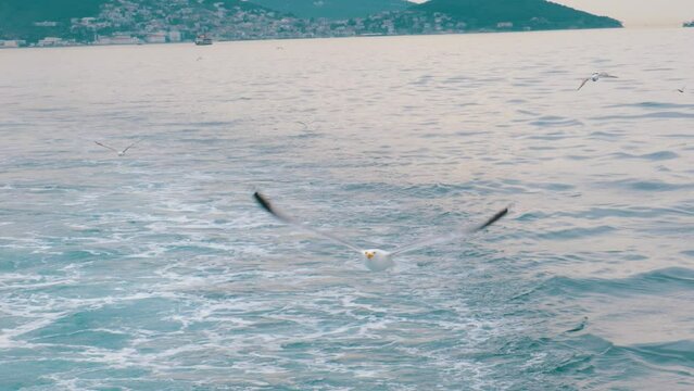 Flying seagull in slow motion over the sea in Istanbul Turkey 120fps slowed to 25 percent and Prince Islands on the background