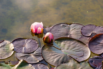 Beautiful blossom waterlily or lotus flower in pond