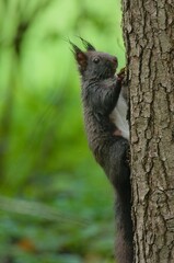 Naklejka na ściany i meble Sciurus vulgaris cute european squirrel (black form) is climbing on the tree in the forrest in Czech republic. Blurred background. Stretched tail.