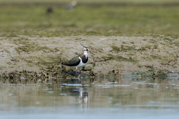 Northern lapwing or Vanellus vanellus observed in Gajoldaba, West Bengal, India