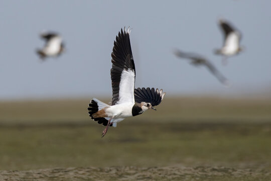 Northern lapwing or Vanellus vanellus observed in Gajoldaba, West Bengal, India