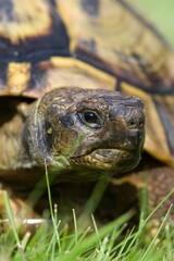 Portrait of of Testudo hermanni aka Hermann's tortoise in the grass. Very commont tortoise in southern Europe. Very popular pet in Czech republic.