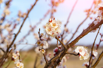 Flowers and flowering trees in early spring, toned. Spring background with copy space