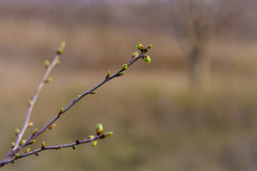 The buds open on the tree in early spring. Background with selective focus and copy space for text or inscription