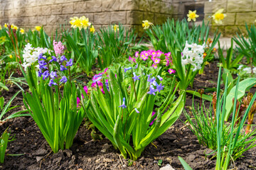 Flowers in the flowerbed Hyacinths. Greening the urban environment. Background with selective focus