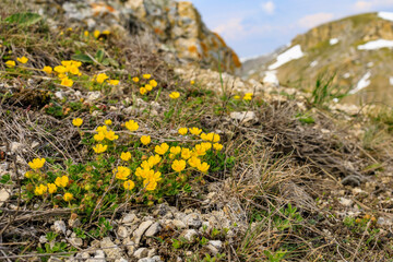 Wild wildflowers in the mountains in early spring. Background with selective focus and copy space