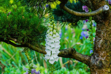 Seasonal spring flowers from garden