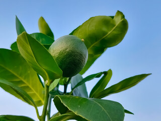 Green citrus lemon fruits (Also known in Bangladesh as Lebu) plant or tree with blue sky background

