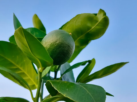 Green citrus lemon fruits (Also known in Bangladesh as Lebu) plant or tree with blue sky background

