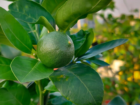 Green citrus lemon fruits (Also known in Bangladesh as Lebu) plant or tree with nature backgrounds
