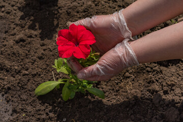gardener planting red petunias in the garden