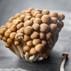 shimeji brown mushroom food snack on the table copy space food background rustic top view 