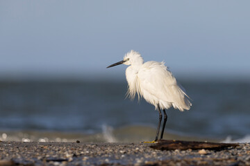 The little egret along the Adriatic coast. Giulianova, Italy.