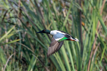 Northern shoveler or Spatula clypeata observed in Gajoldaba, West Bengal, India