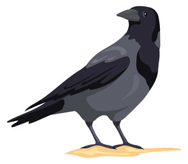 Crow standing. Black feather bird. Wild fauna