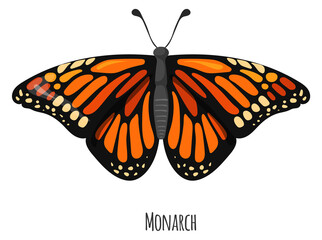 Fototapeta na wymiar Monarch butterfly. Bright summer moth. Nature fauna