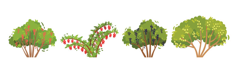 Fototapeta premium Fruit and Berry Bush with Green Crown and Trunk Vector Set